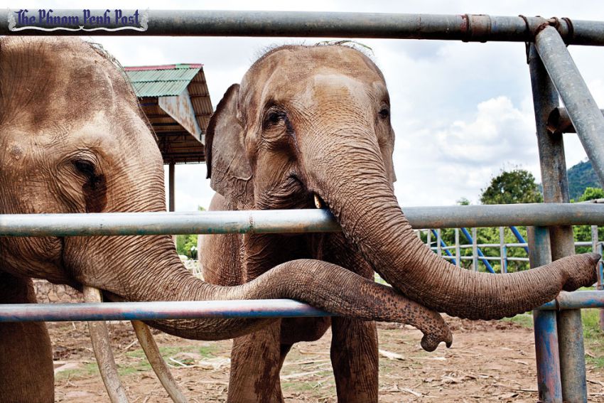 attraction-What to see in Koh Kong Elephant.jpg